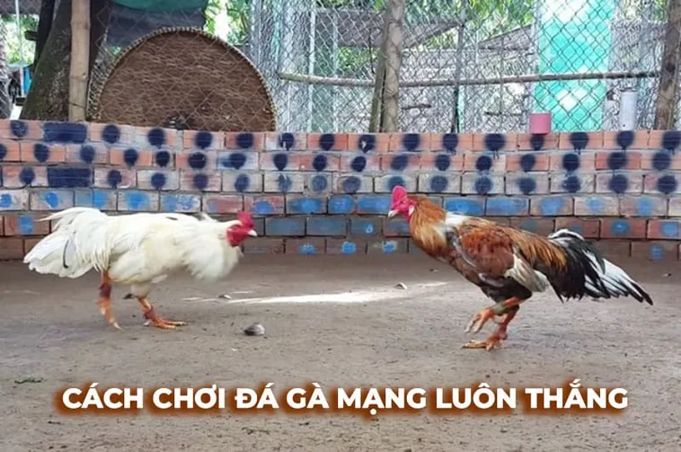 Cách Chơi Đá Gà Sabong Tại Hi88 Hiểu Rõ Luật, Cược Chuẩn, Thắng Lớn